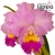 Orquídea Blc. Horace Maxima (139) - Tam. 1