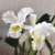 Orquídea C.Nobile´s Virgin X C.Virginia Ruiz X C. Floralow- Planta Adulta na internet