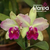 Orquidea C. Pão de Açucar X Lc. Tropical Sunset - Adulta na internet