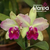 Orquidea C. Pão de Açucar X Lc. Tropical Sunset - Pré-adulta na internet