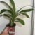 Orquidea FDK After Dark Sunset Valley - Adulta - comprar online