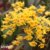 Dendrobium Crysotuxum orquidea cachos pendentes amarelo intenso- Pré-adulta