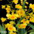 Dendrobium Crysotuxum orquidea cachos pendentes amarelo intenso - Tam.3 - loja online