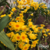 Dendrobium Crysotuxum orquidea cachos pendentes amarelo intenso - Tam.2 - comprar online
