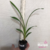 Orquídea Cymbidium Black Shower- Tam.2 - Produz Flores pendentes - comprar online