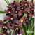 Orquídea Cymbidium Black Shower- Tam.2 - Produz Flores pendentes