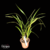 Orquídea Cymbidium Picasso Moon "Green Pastures"- Tam. 3 - comprar online