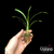 Orquídea Cymbidium CY15- Tam. 2 - comprar online