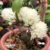 Dendrobium Purpureum Albo - Adulta - loja online