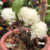 Dendrobium Purpureum Albo orquidea exótica bola de flores -Tam.3 - comprar online