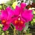 Orquídea Blc. George Suzuki X Blc. Chia Lin Shin Shy - Tam. 3 - Orquidário Maripá