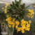 Orquidea Dendrobium Aggregatum amarelo gema espécie adulta