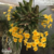 Orquidea Dendrobium Aggregatum amarelo gema espécie Pré-adulta na internet