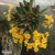 Orquidea Dendrobium Aggregatum amarelo gema espécie - Tam.2 na internet