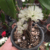 Dendrobium Purpureum Albo orquidea exótica bola de flores -Tam.3 na internet