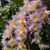 Dendrobium Rosy Cluster - Tam.2 - comprar online