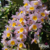Dendrobium Rosy Cluster - Pré adulta - comprar online