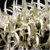 Dendrobium Speciosum - Tam.2 - comprar online