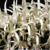 Orquídea Dendrobium Speciosum - Pré adulta - comprar online