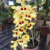 Orquídea Dendrobium Gatton Sunray - Tam.1 na internet