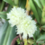 Dendrobium Purpureum Albo orquidea exótica bola de flores - Tam.2