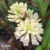 Dendrobium Purpureum Albo - Touceira - comprar online