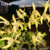 Orquídea Dendrobium Speciosum - Pré adulta na internet
