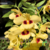 Orquídea Dendrobium Gatton Sunray - Pré-Adulta - comprar online