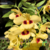 Orquídea Dendrobium Gatton Sunray - Tam3 - comprar online