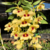 Orquídea Dendrobium Gatton Sunray - Tam3