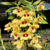 Orquídea Dendrobium Gatton Sunray - Tam.1