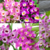 Orquidea Dendrobium Nobile - Sem identificação de cor (Tam.1) - comprar online
