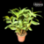 Dendrobium Purpureum Albo - Touceira - loja online