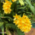 Dendrobium Sulcatum - Tam.2 - comprar online