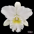 Orquídea Blc Bernardine Kennedy- Tam.3