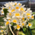 Orquídea Dendrobium Farmerii X Dendrobium Amabile - Adulta - loja online