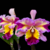 Orquídea Blc. Hawaiian Lightning Fiesta(278) - Tam.2