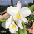 Orquídea Blc.Pastoral "Inocence"(439)- Tam. 1 - comprar online