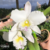 Orquídea Blc.Pastoral "Inocence"- Tam. 2 - comprar online