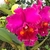 Orquídea Blc. George Suzuki X Blc. Chia Lin Shin Shy - Tam. 3 na internet