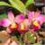 Orquídea Pot. Marie Little Angel Vick- adulta na internet