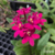 Orquídea Epidendrum (Rosa) - Tam. 3 - comprar online