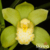 Orquídea Cymbidium Picasso Moon "Green Pastures"- Tam. 3