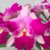 Orquídea Lc.Hausermann´s Firewings Pegasus cattleya flameada - Tam. 3 na internet