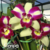 Orquidea Lc. Haw Yuan Beauty Hong planta espetacular - Tam.2 - comprar online