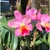 Orquídea Sc. Fairyland Marchen - Mini-Orquidea Tam.2 - comprar online
