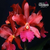 Orquídea India Rose Sherwood 'Kilani'- Tam.1