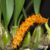 Bulbophyllum Elassonotum -Planta adulta na internet