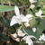 Dendrobium Kingianum Alba - Touceira na internet
