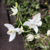 Dendrobium Kingianum Alba - Touceira - comprar online